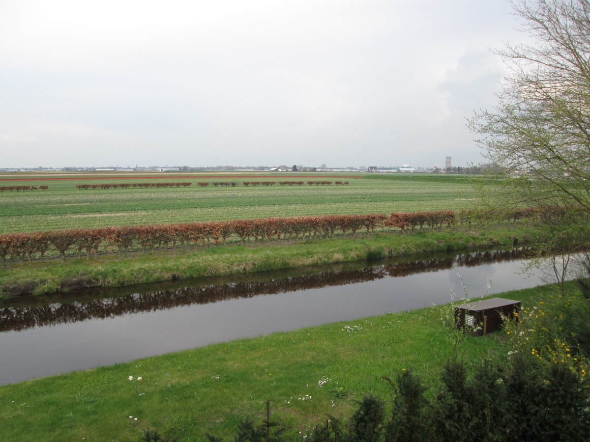 beautiful field in Amsterdam